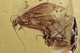 Fossil Predatory Biting Midge and Two Caddisflies In Baltic Amber #315506-1